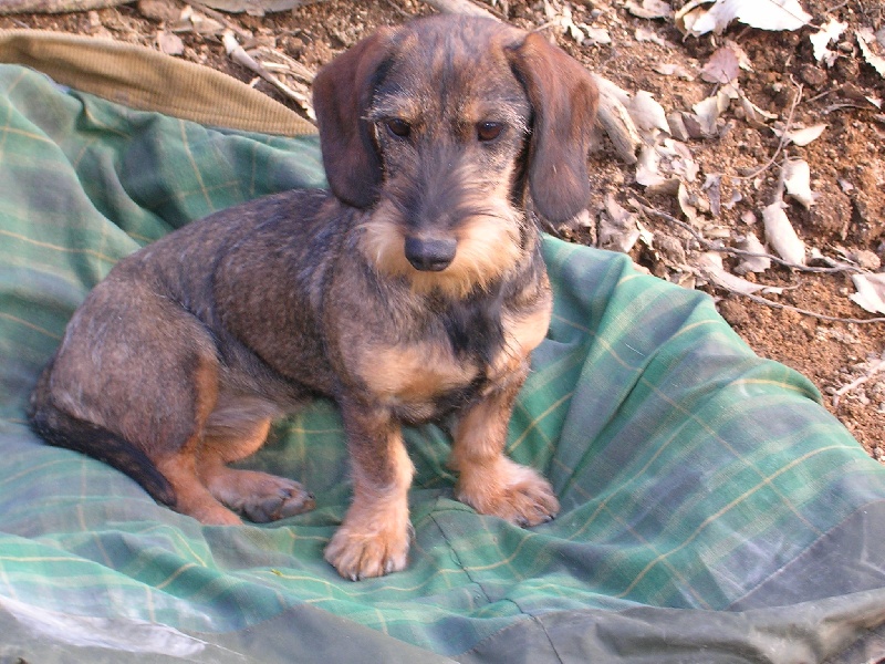 CH. Furka des prieures gros bois