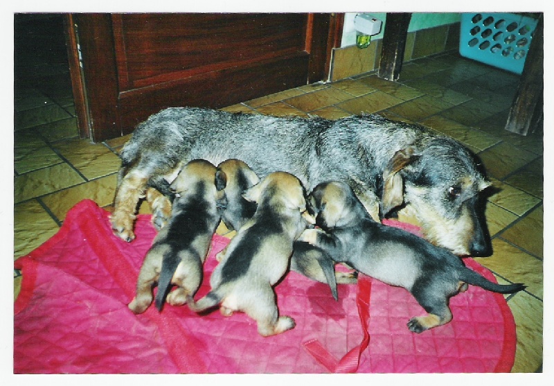 Chiots
